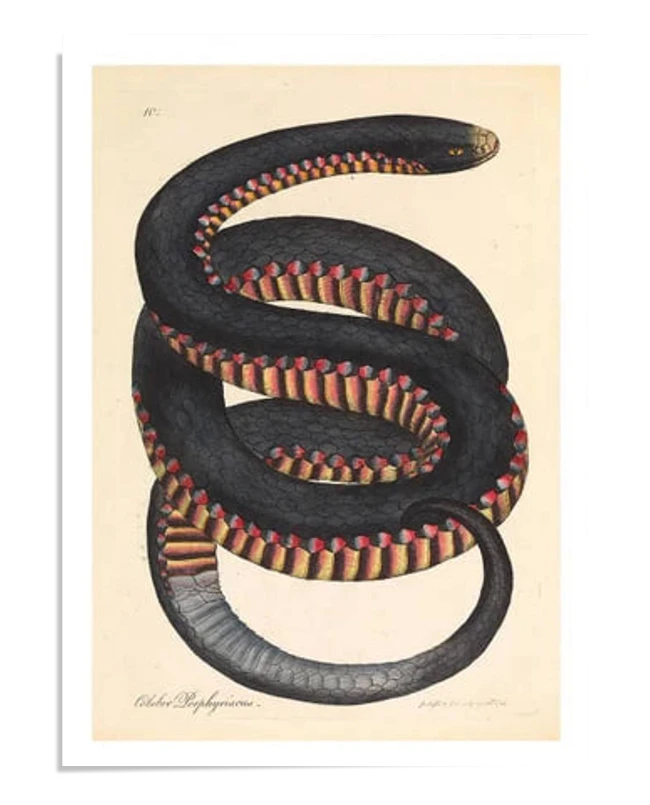 An illustration of a coiled black snake with red and yellow scales along its belly. The detailed artwork is set on a beige background, showcasing its vintage style
