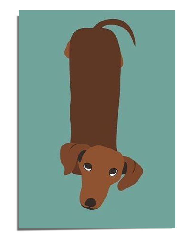 A simple, flat illustration of a brown dachshund viewed from above, with a long body, floppy ears, and a curved tail, set against a solid teal background. The dog has big, expressive eyes looking up, adding a playful and curious expression to the artwork. The design is minimalist and modern, making it a fun yet stylish pet-themed print.