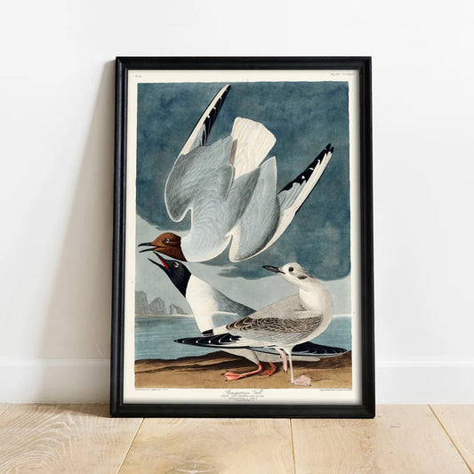 Bonapartian Gull Print, Antique Bird Painting, Vintage Drawing Poster Wall Art Decor, , botanical bird print, antique bird prints | COO356