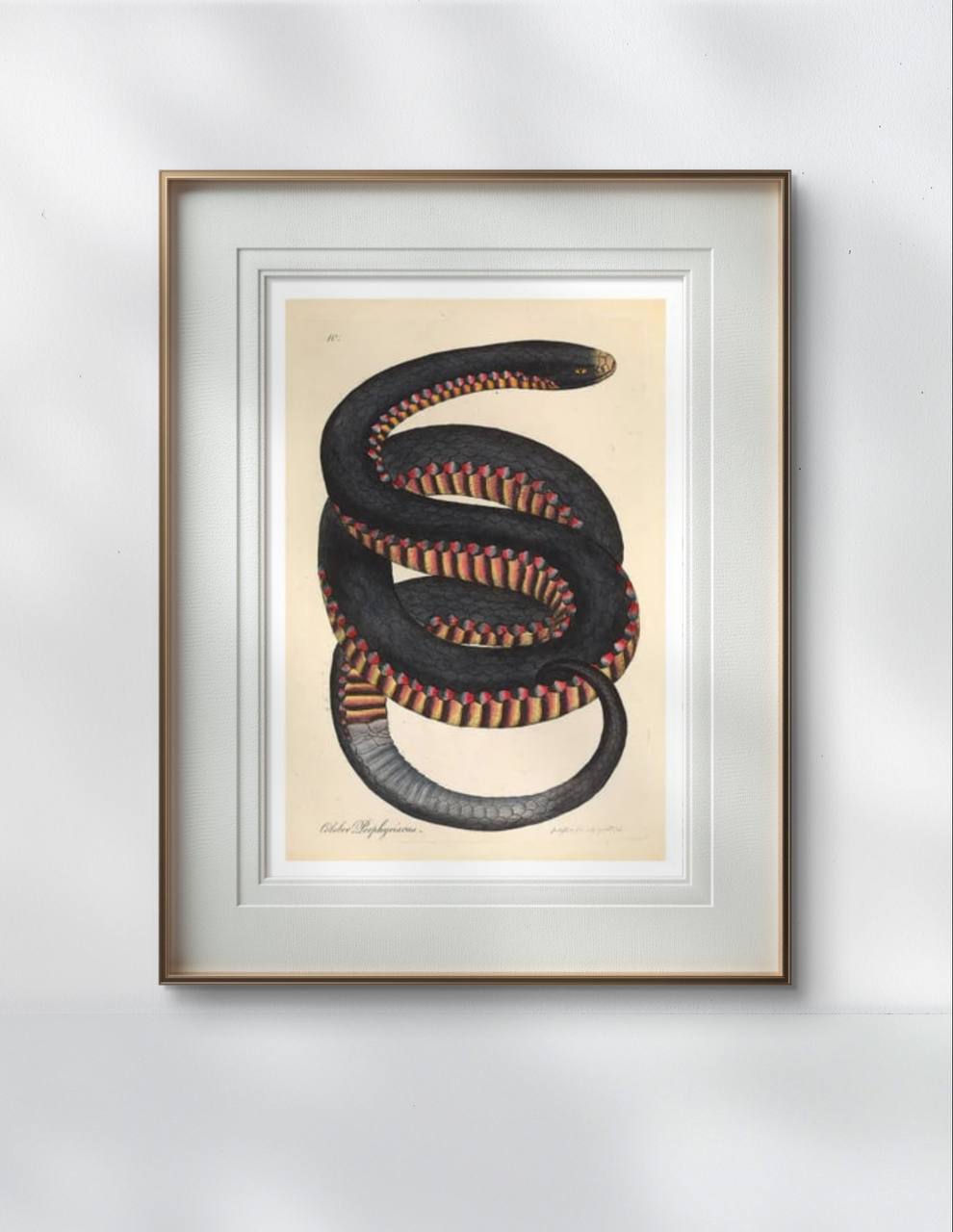 A framed vintage illustration of a coiled snake with red and yellow accents hangs on a plain white wall. The artwork is detailed and contrasts elegantly with the minimalist frame