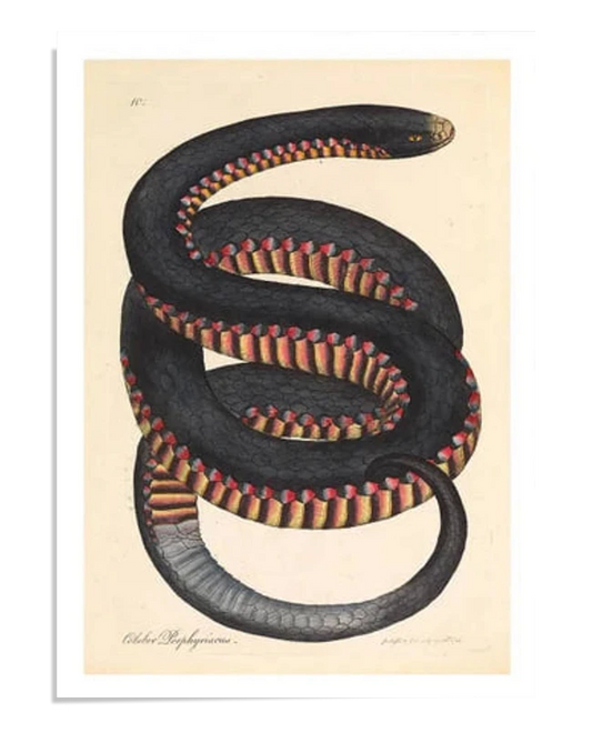 An illustration of a coiled black snake with red and yellow scales along its belly. The detailed artwork is set on a beige background, showcasing its vintage style