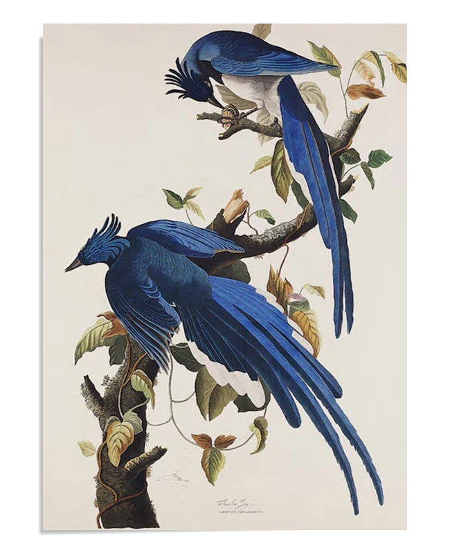 Two vibrant blue birds perched on a branch, depicted in detailed vintage illustration style. The birds' long tails and delicate leaves create a dynamic and elegant composition