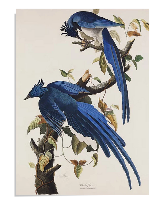 Two vibrant blue birds perched on a branch, depicted in detailed vintage illustration style. The birds' long tails and delicate leaves create a dynamic and elegant composition
