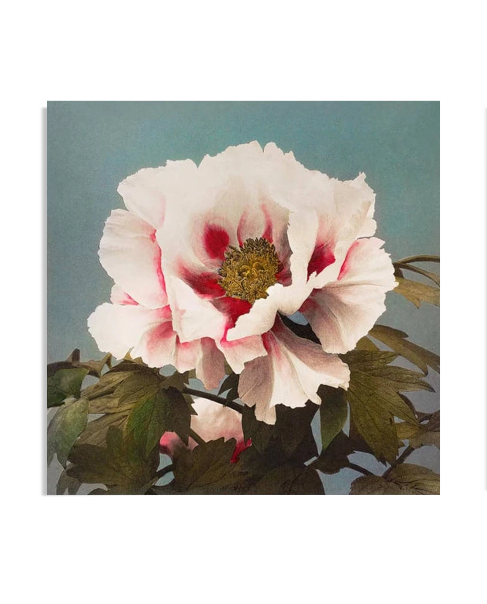 A delicate illustration of a pink peony flower with soft white petals and red accents at the center, surrounded by green leaves. The flower is set against a muted teal background, highlighting its vintage, botanical charm.