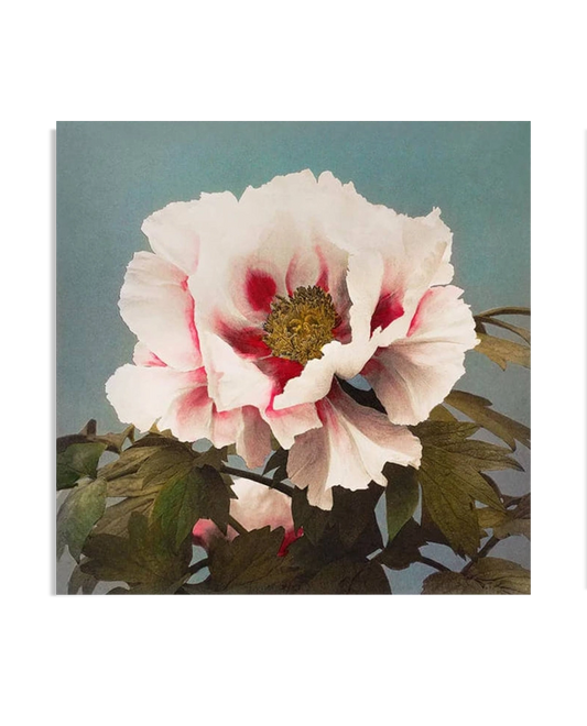A delicate illustration of a pink peony flower with soft white petals and red accents at the center, surrounded by green leaves. The flower is set against a muted teal background, highlighting its vintage, botanical charm.