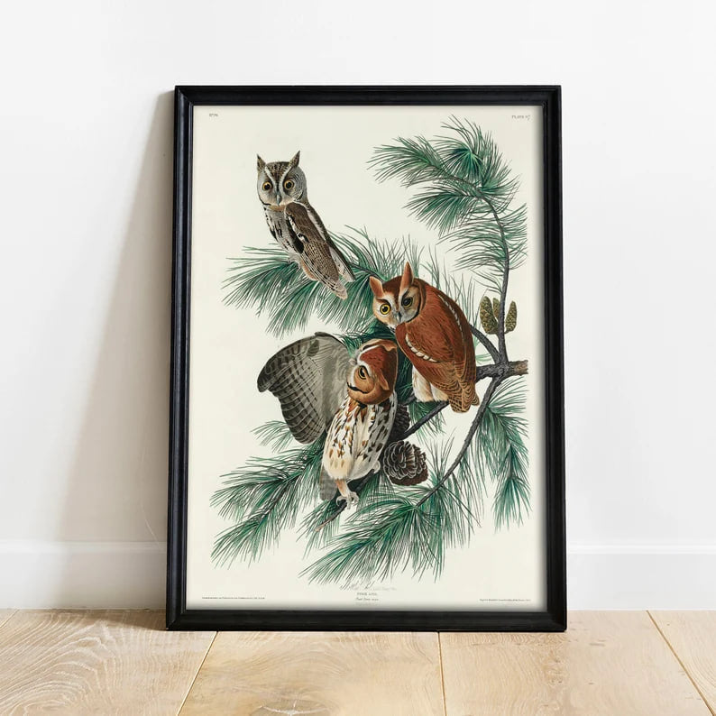 Owl Print, Antique Bird Painting, Vintage Drawing Poster Wall Art Decor, Screech Owl, bird prints, bird prints set | COO327