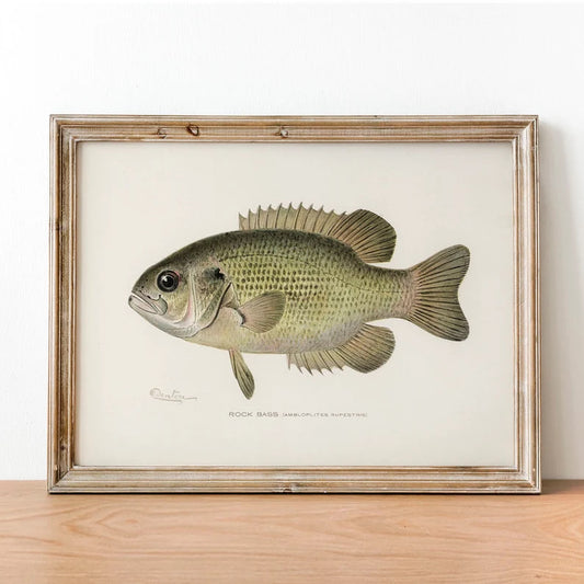 Rock Bass Fish Print, Vintage Fishing Poster Wall Art Decor, Rock Perch Gift For Dad, Man, Fishing gifts men Fishing gift ideas | COO5