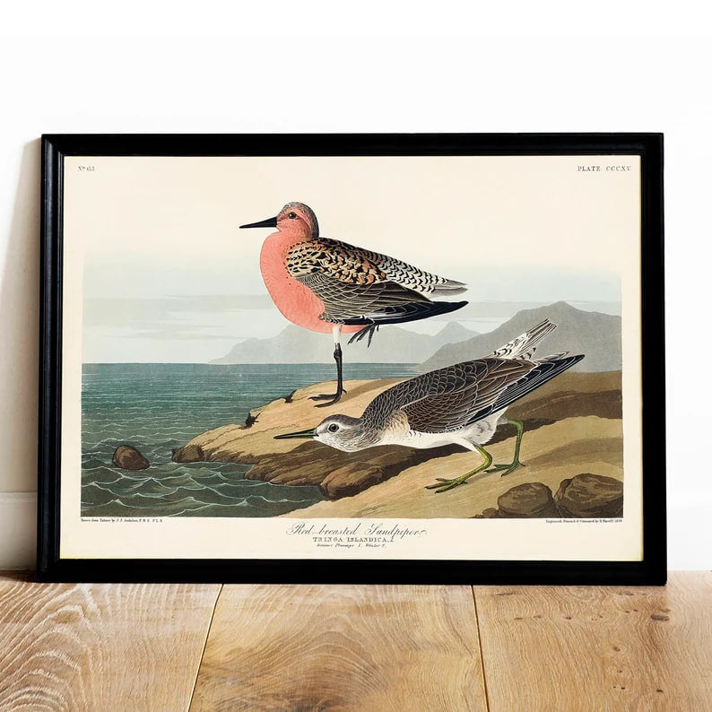 Sandpiper Print, Antique Bird Painting, Vintage Drawing Poster Wall Art, Redbreasted Piper, natural history bird, antique poster | COO556