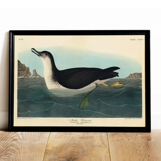 Shearwater Print, Antique Bird Painting, Vintage Drawing Poster Art, Manks Shearwater, vintage bird drawing, antique bird drawing | COO543