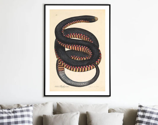 Snake Poster, Vintage Snake Illustration, Animal Drawing, Home Decor, Wall Art, Crimson-sided Snake by James Sowerby 1794