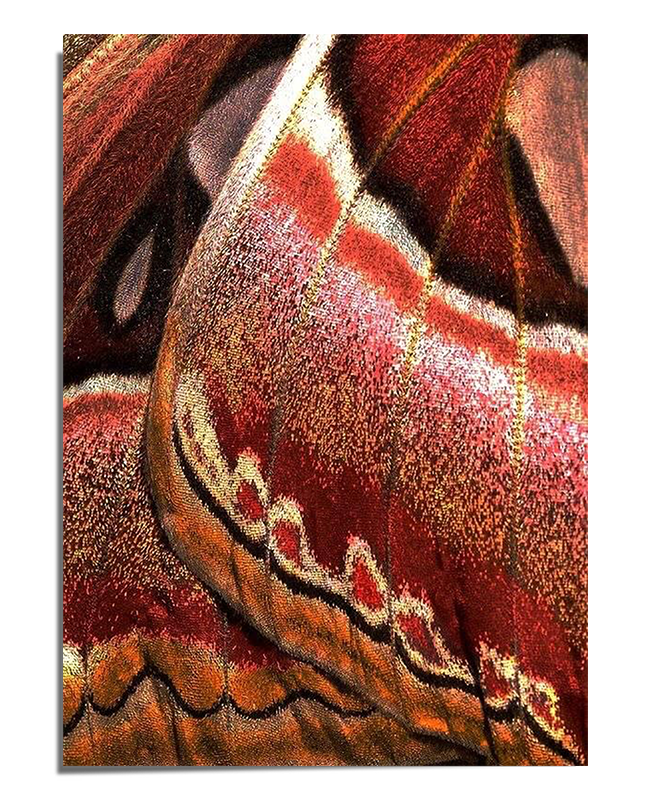 A macro close-up of a butterfly wing featuring intricate details with shimmering red, orange, and gold scales, creating a textured and abstract organic pattern.