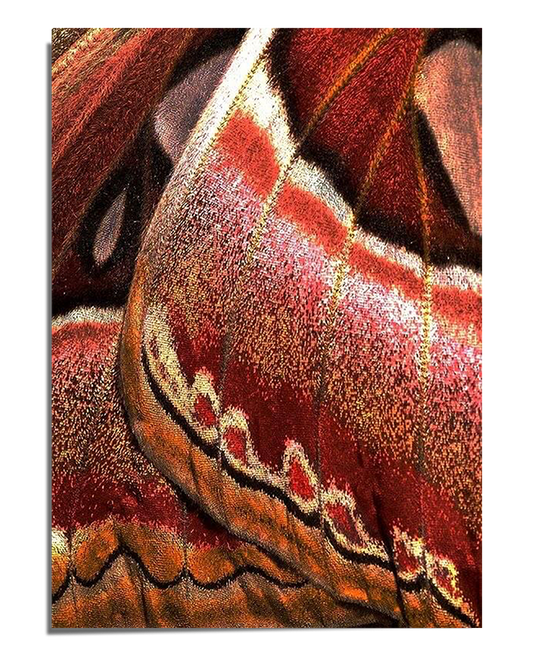 A macro close-up of a butterfly wing featuring intricate details with shimmering red, orange, and gold scales, creating a textured and abstract organic pattern.